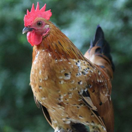 Agrandir l'image de Coq d'ornement Image de Coq d'ornement