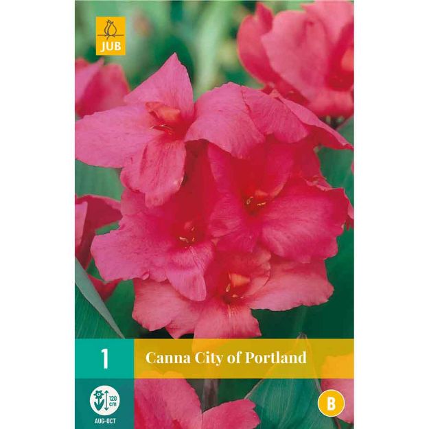Image de 1 bulbe de fleur de canna city of portland