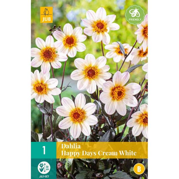 Image de 1 bulbe de fleur de dahlia happy days cream white