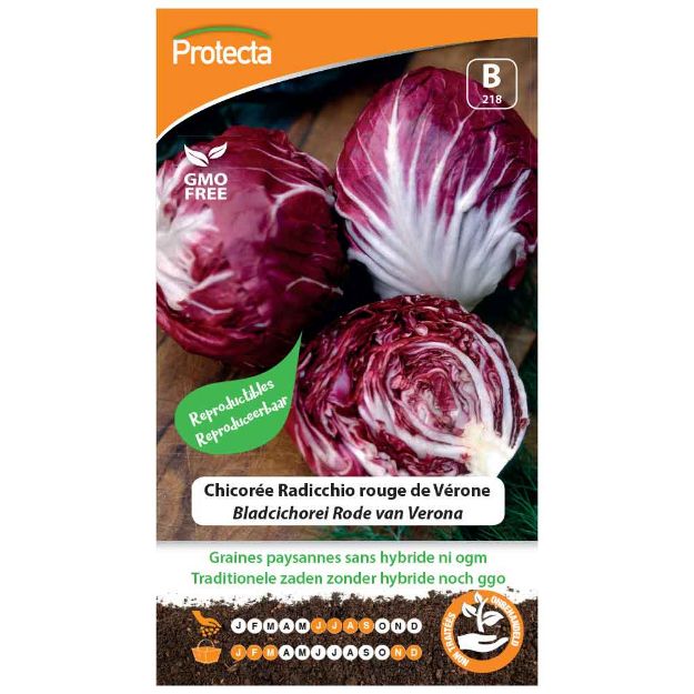 Image de Graines de chicorée radicchio rouge de vérone - Protecta