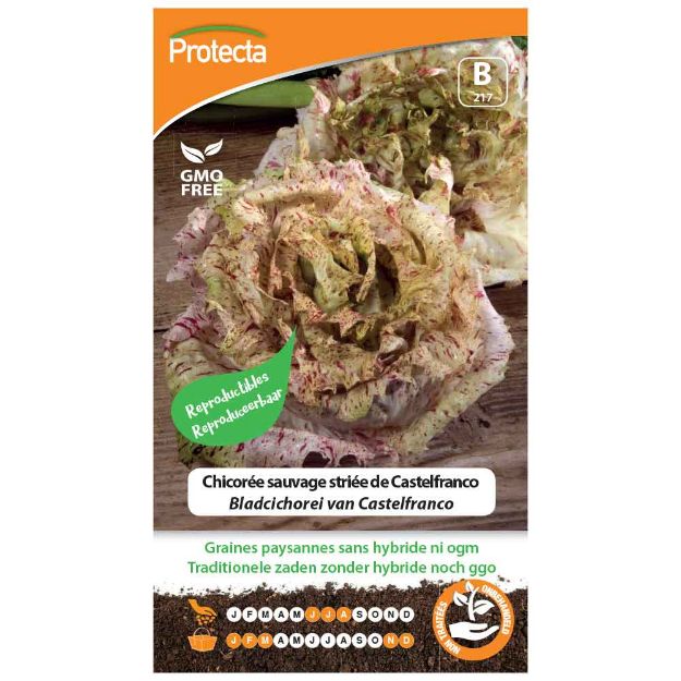 Image de Graines de chicorée sauvage striée de castelfranco - Protecta