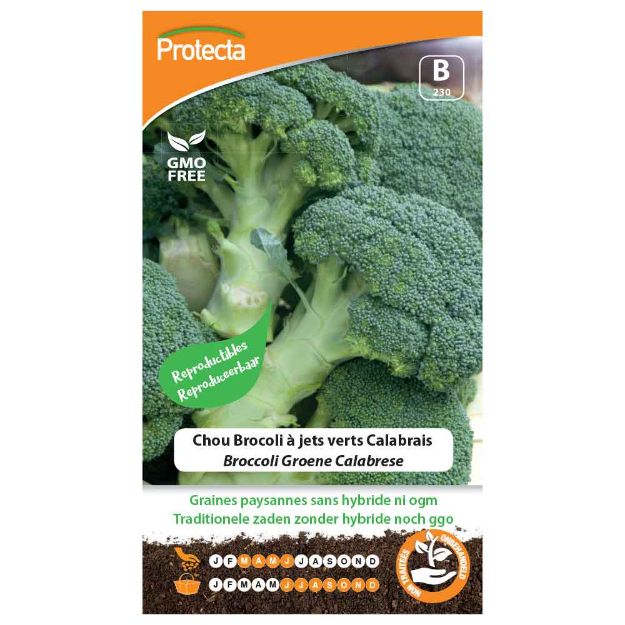 Image de Graines de chou brocoli à jets verts calabrais - Protecta