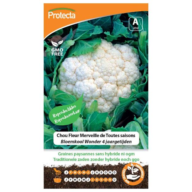 Image de Graines de chou fleur merveille de toutes saisons - Protecta