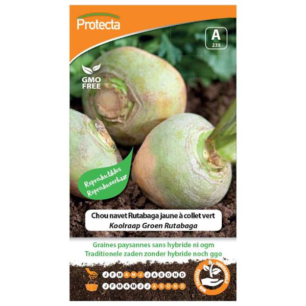Image de Graines de chou navet rutabaga jaune à collet vert - Protecta
