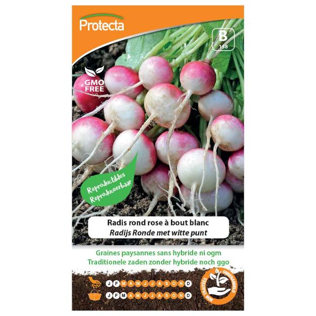 Image de Graines de radis rond rose à bout blanc - Protecta