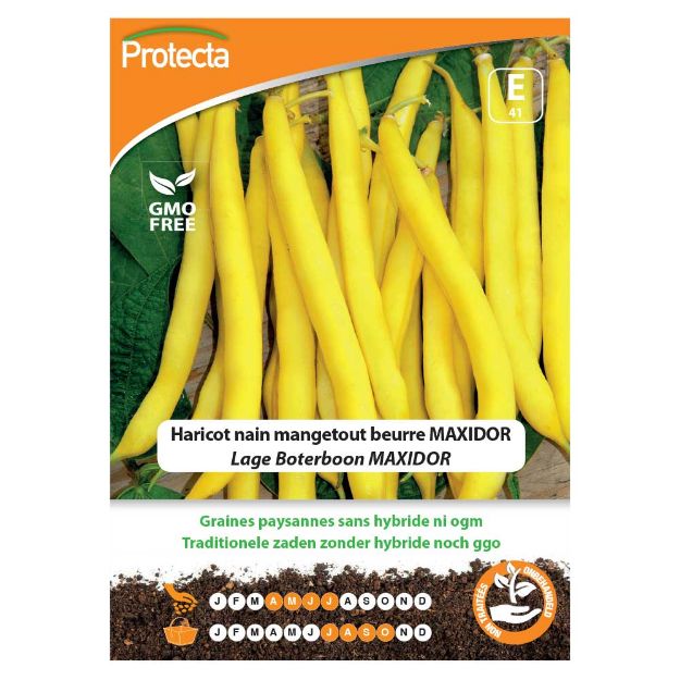 Image de Graines d'haricot nain mangetout beurre maxidor - Protecta