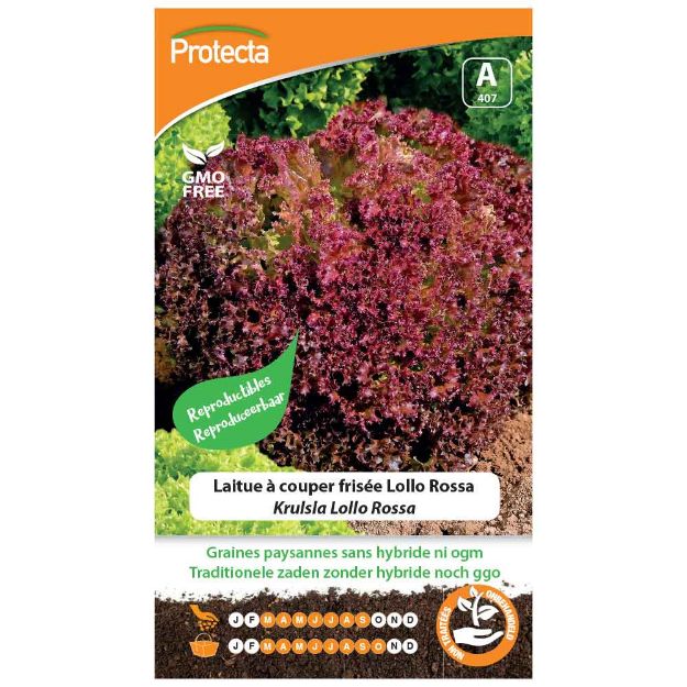 Image de Graines de laitue à couper frisée lollo rossa - Protecta