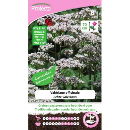 Agrandir l'image de SEMENCE DE  VALÉRIANE OFFICINALE. Image de SEMENCE DE  VALÉRIANE OFFICINALE.