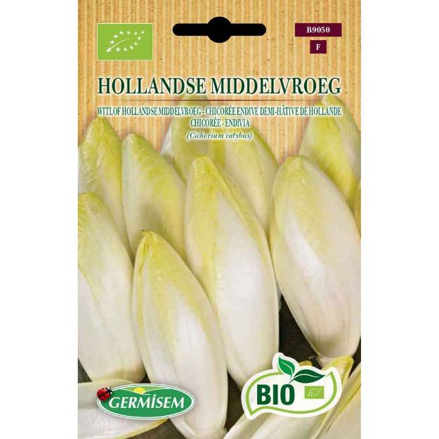 Image de Graines bio de chicorée endive demi-hâtive de hollande