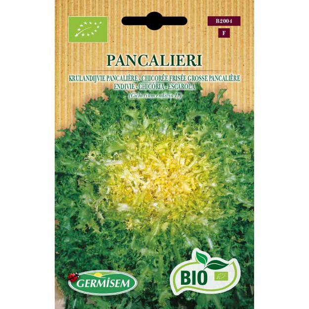Image de Graines bio de chicorée frisée grosse pancalière