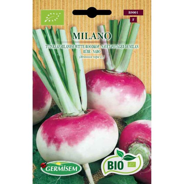 Image de Graines bio de navet potager purple top milan