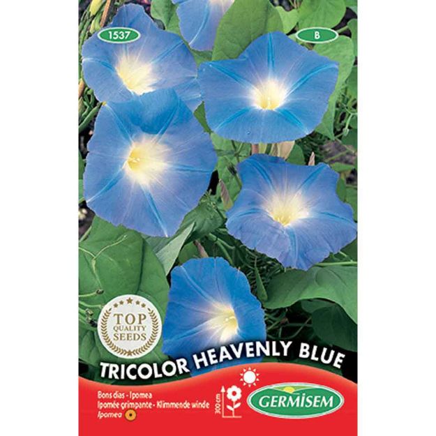 Image de Graines d'ipomée tricolor heavenly blue