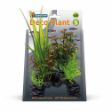 Image de SUPERFISH DECO PLANT S ROTALA