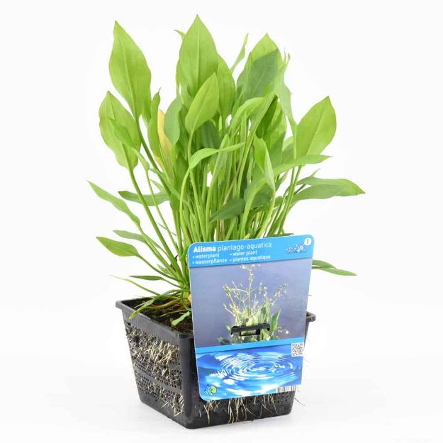 Image de Alisma plantago-aquatica Pot 18cm