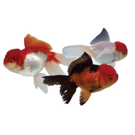 Agrandir l'image de Poisson oranda, panda et tricolore 8/9 cm Image de Poisson oranda, panda et tricolore 8/9 cm
