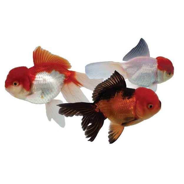 Image de Poisson oranda, panda et tricolore 8/9 cm