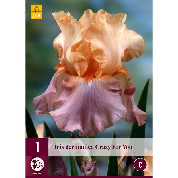 Image de 1 bulbe de fleur iris germanica crazy for you