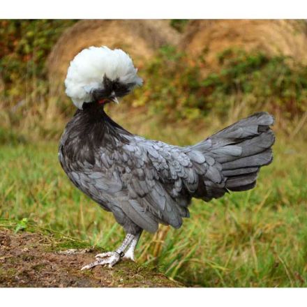 Agrandir l'image de Poule HOLLANDAISE HUPPEE NAINE Image de Poule HOLLANDAISE HUPPEE NAINE