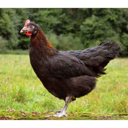 Agrandir l'image de Poule Marans Image de Poule Marans
