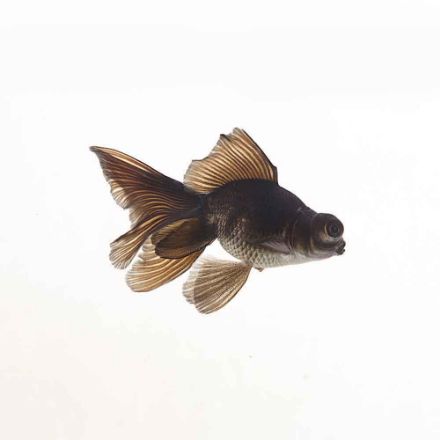 Agrandir l'image de Poisson noir telescope 5/8 cm Image de Poisson noir telescope 5/8 cm