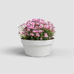 Image de COUPE CAPRI 25CM BLANC