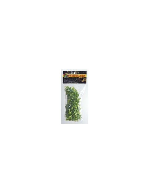 Image de Plante Bolivian croton m