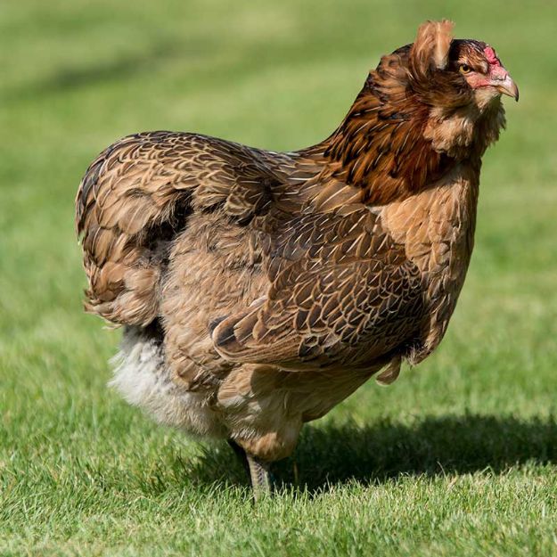 Image de Poule Araucana