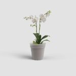 Image de POT CULTURE MADAGASCAR ORCHIDÉE 19CM TRANSPARENT