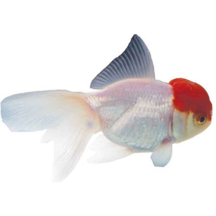 Agrandir l'image de Poisson redcap oranda 9-12 cm Image de Poisson redcap oranda 9-12 cm