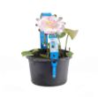 Image de Nelumbo pink Pot 3L