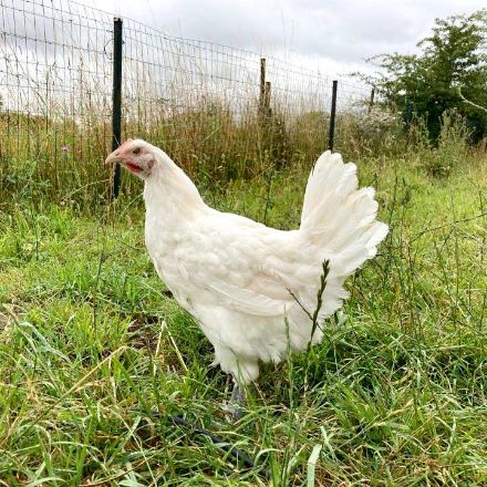 Agrandir l'image de Poule GAULOISE Image de Poule GAULOISE