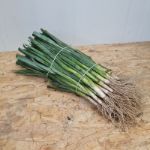 Image de Poireaux d'été à repiquer 50pcs