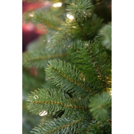 Agrandir l'image de Sapin artificiel Bayberry Spruce h243cm Image de Sapin artificiel Bayberry Spruce h243cm