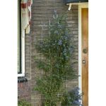 Image de TREILLIS RECT GALVA - H150 X 45CM