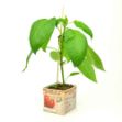 Image de Poivron rouge motte 10cm + boite