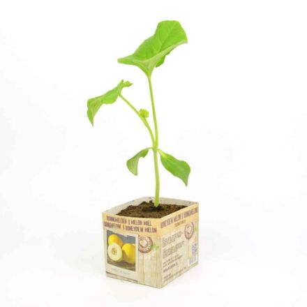 Agrandir l'image de Melon miel motte 10cm + boite Image de Melon miel motte 10cm + boite