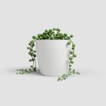 Image de POT SAN REMO MATE 6CM BLANC