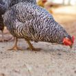 Image de Poule Pondeuse Coucou