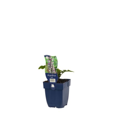 Agrandir l'image de Acanthus mollis - pot de 11 cm. Image de Acanthus mollis - pot de 11 cm.