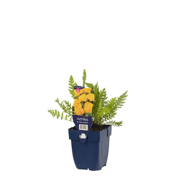 Image de Achillea fil. 'Cloth of Gold' - pot de 11 cm.
