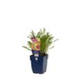 Image de Achillea mill. 'Summer Pastels' - pot de 11 cm.