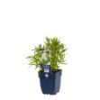 Image de Achillea ptarm. 'The Pearl' - pot de 11 cm.