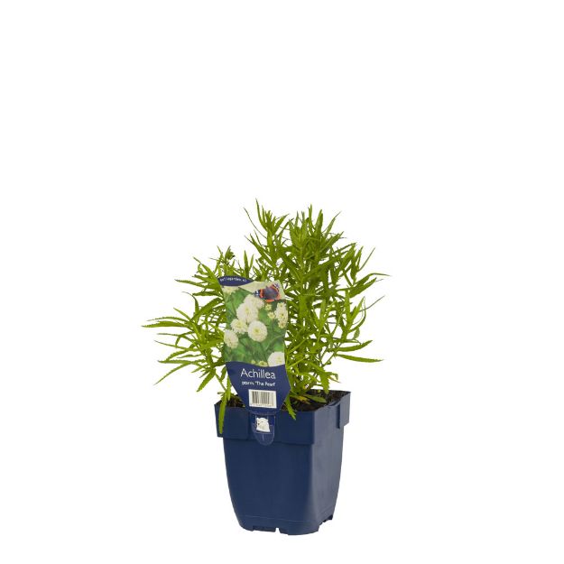 Image de Achillea ptarm. 'The Pearl' - pot de 11 cm.