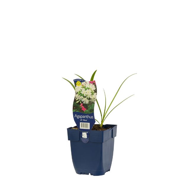 Image de Agapanthus africanus 'Albus' - pot de 11 cm.