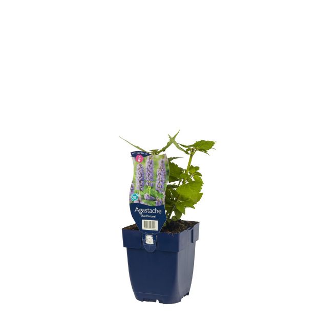 Image de Agastache 'Blue Fortune' - pot de 11 cm.