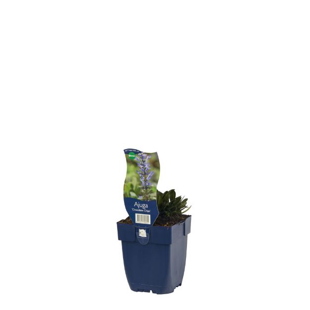 Image de Ajuga 'Chocolate Chips' - pot de 11 cm.