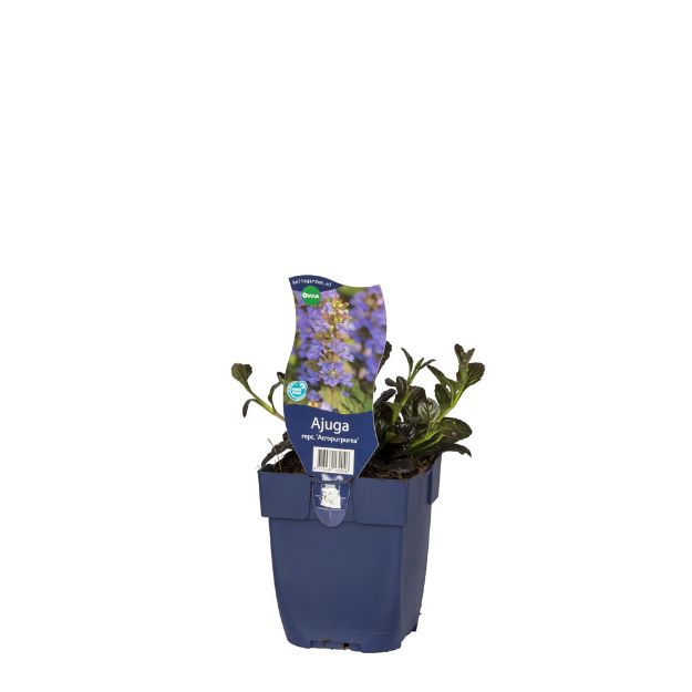Image de Ajuga reptans 'Atropurpurea' - pot de 11 cm.