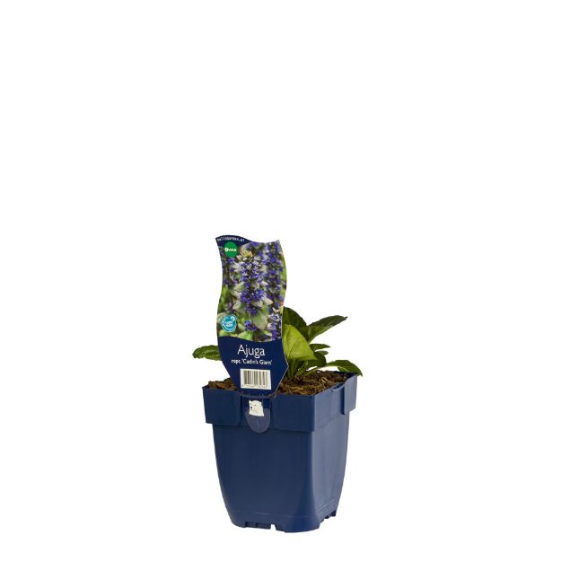 Image de Ajuga reptans 'Catlin's Giant' - pot de 11 cm.