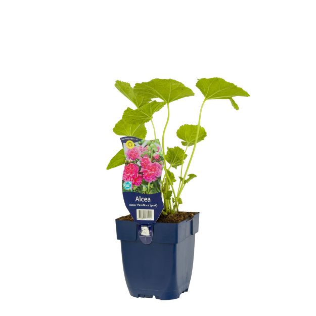 Image de Alcea rosea 'Pleniflora' Rose - pot de 11 cm.