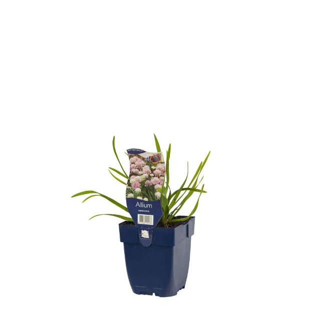 Image de Allium senescens - pot de 11 cm.